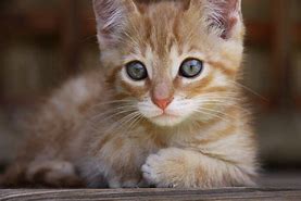 a cat may look at a king